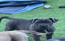 Cane Corso dogs for sale: Brownie - Image 3