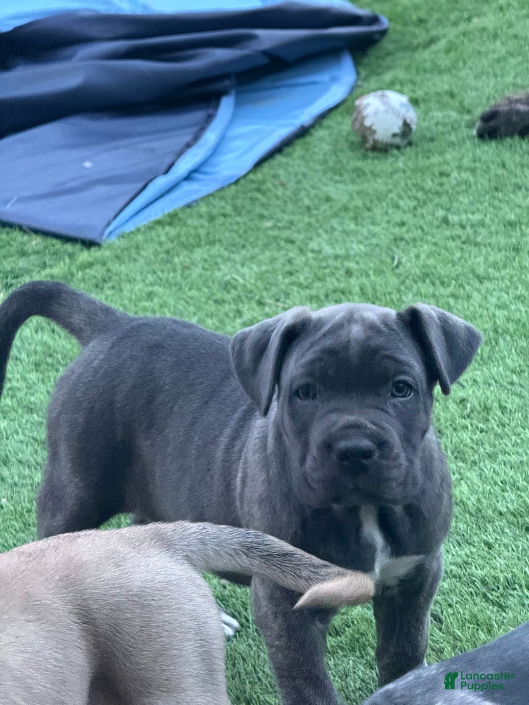Cane Corso dogs for sale: Brownie - Image 3