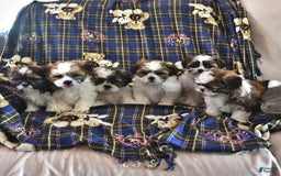 Shih Tzu dogs for sale: Bill - Image 5