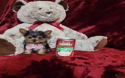 Yorkshire Terrier dogs for sale: Munchkin - Image 7