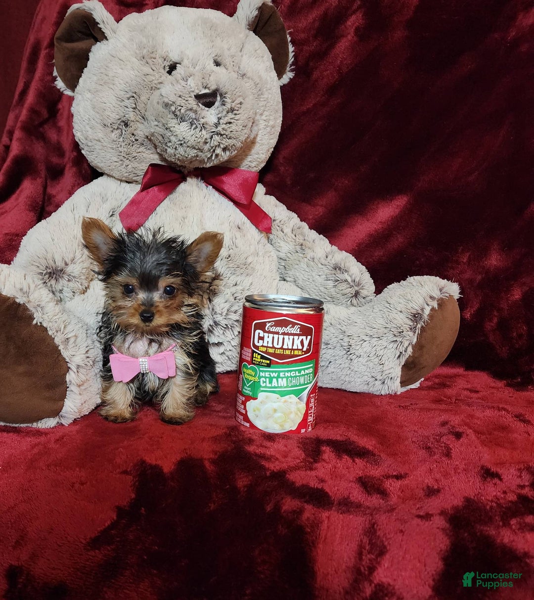 Yorkshire Terrier dogs for sale: Munchkin - Image 7