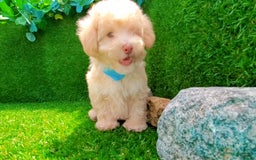 Maltipoo dogs for sale: Angel - Image 5