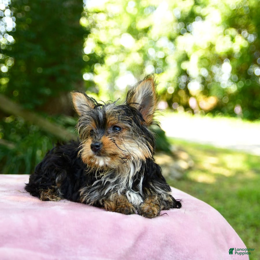 Yorkshire Terrier dogs for sale: Darcy - Image 4