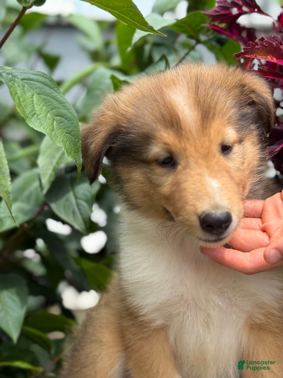 Collie dogs for sale: Alvin - Image 9