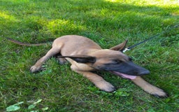 Belgian Malinois dogs for sale: Dakota - Image 4