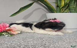 Shih Tzu dogs for sale: Tiny Tiff ❤️ - Image 7