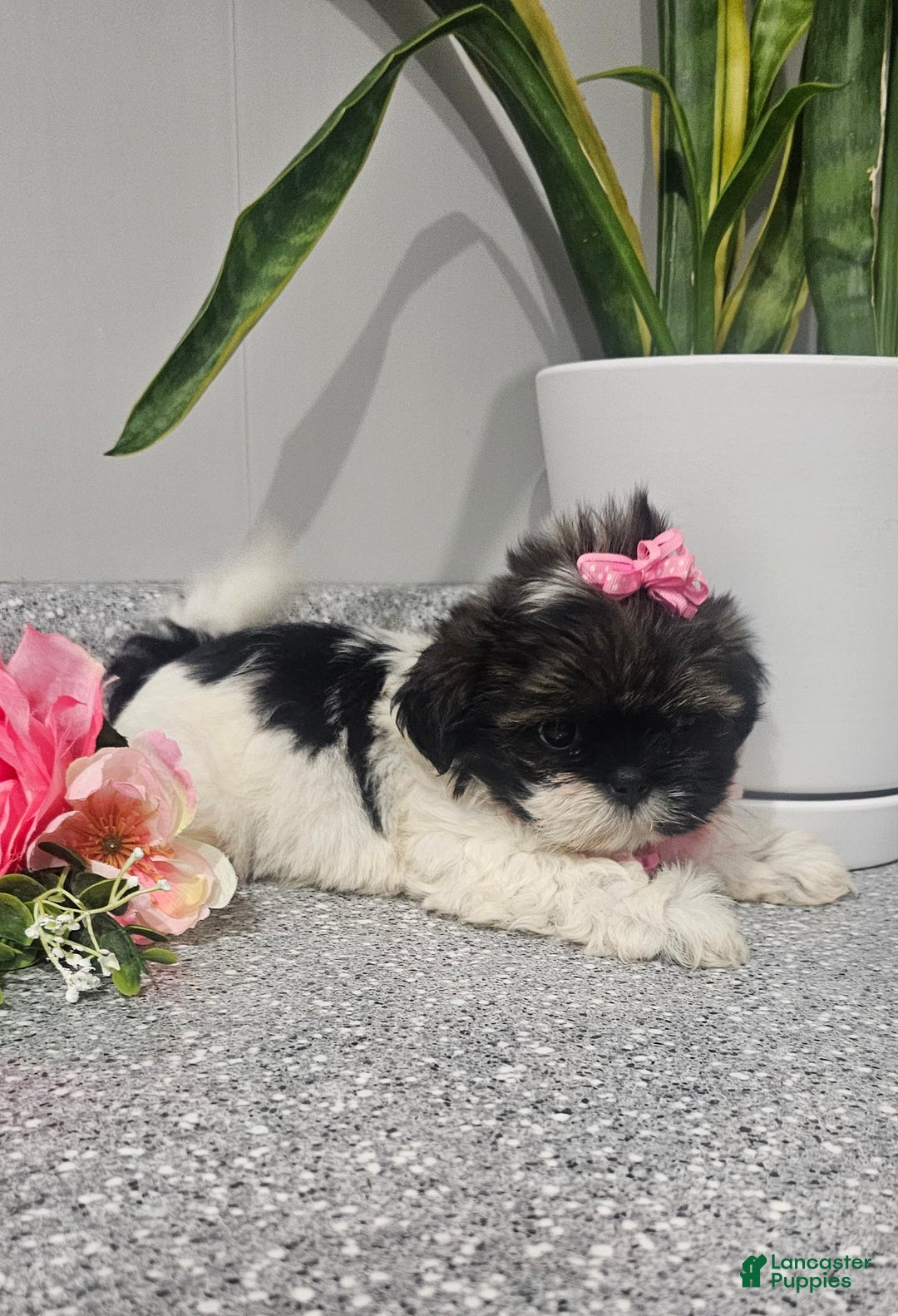 Shih Tzu dogs for sale: Tiny Tiff ❤️ - Image 7