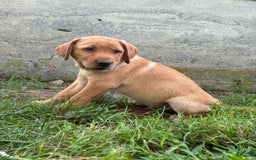 Labrador Retriever dogs for sale: Max - Image 4