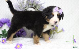 Bernese Mountain Dog dogs for sale: Pebbles - Image 24