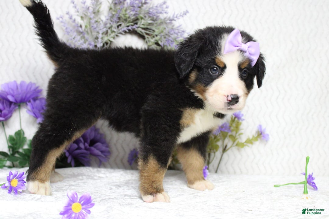 Bernese Mountain Dog dogs for sale: Pebbles - Image 24