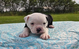 Olde English Bulldogge dogs for sale: Roger - Image 6