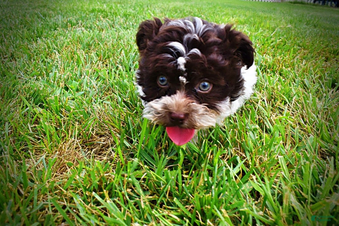 Havapoo dogs for sale: Destiny - Image 12