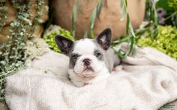 French Bulldog dogs for sale: Honey - Image 7