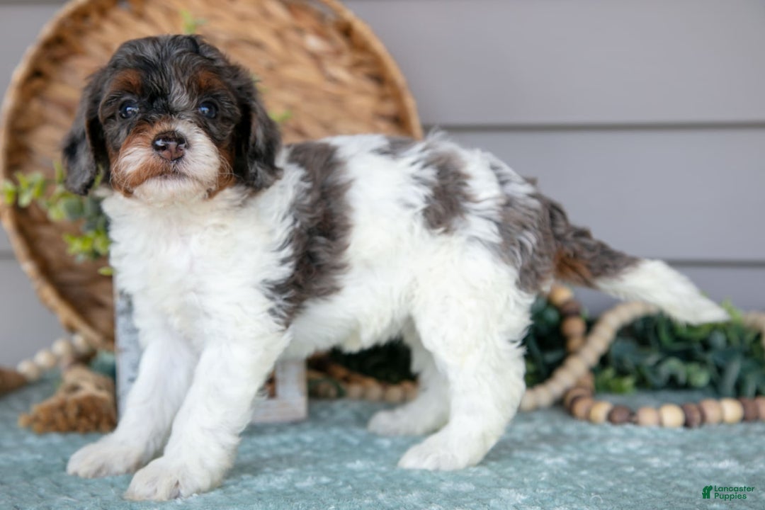 Miniature Poodle dogs for sale: Trudy - Image 1