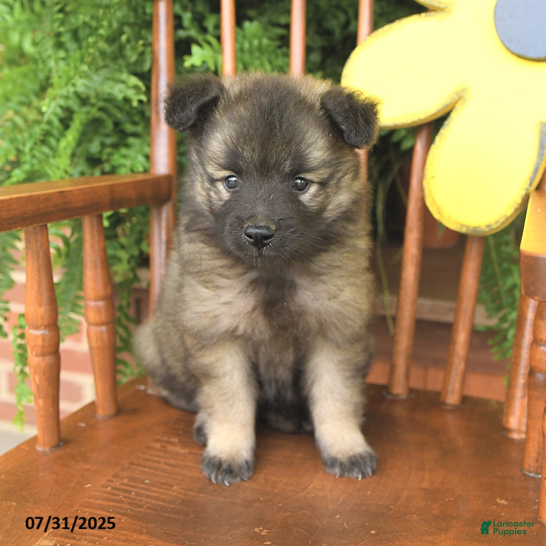 Keeshond dogs for sale: Tally - Image 1