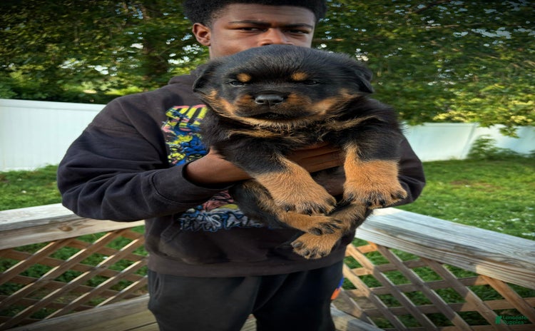 Rottweiler dogs - Advert 15