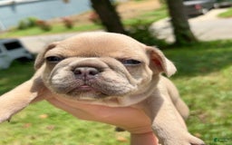 French Bulldog dogs for sale: Elain - Image 1