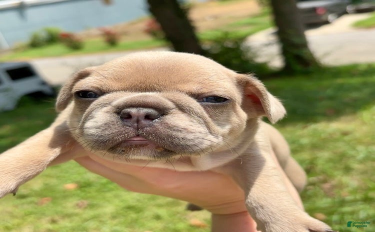 French Bulldog dogs for sale - Ad 2