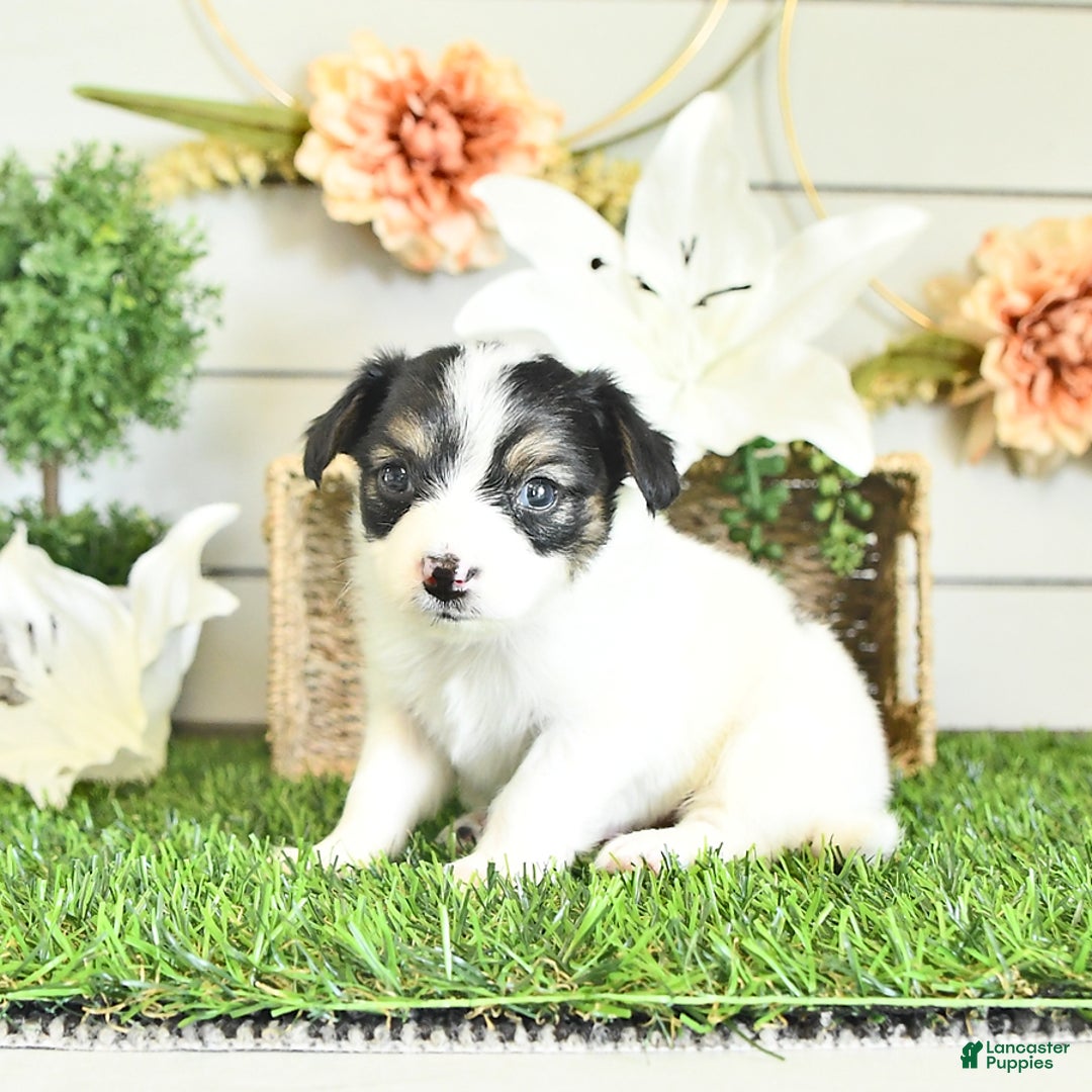 Papillon dogs for sale: Quinn - Image 9