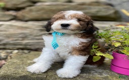 Miniature Poodle dogs for sale: Miniature Poodle 9 puppies - Image 2