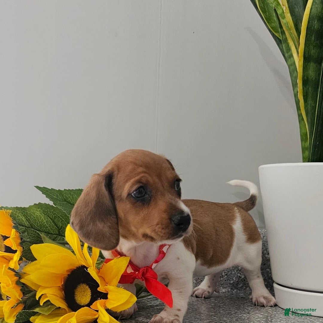 Dachshund dogs for sale: Millie Mae - Image 15
