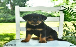Rottweiler dogs for sale: Charlie - Image 2