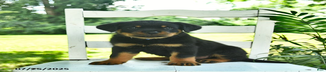 Charlie