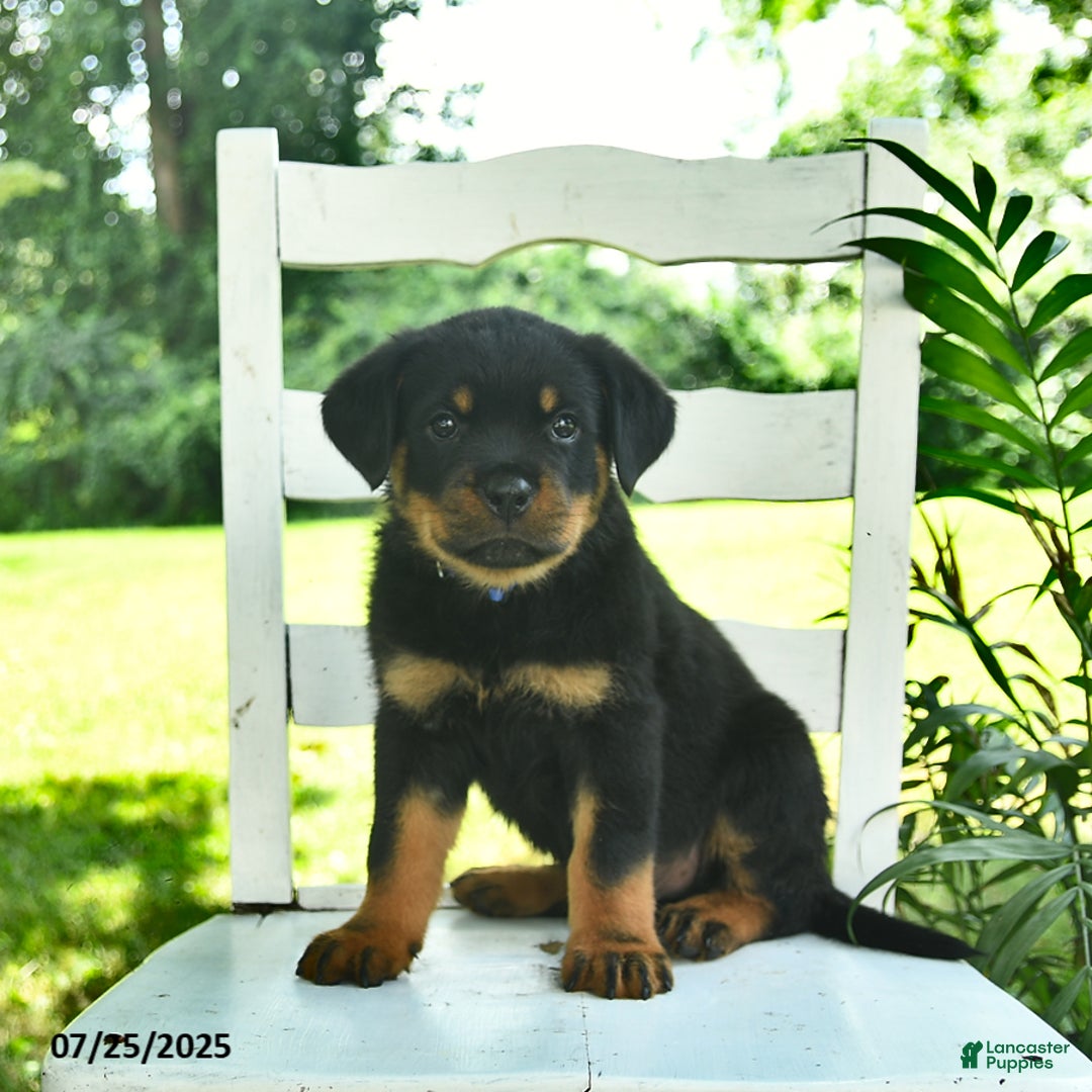 Rottweiler dogs for sale: Charlie - Image 2