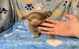 Chihuahua dogs for sale: Tobias Lavender Long Coat - Image 32