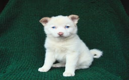 Pomsky dogs for sale: Lemon - Image 1