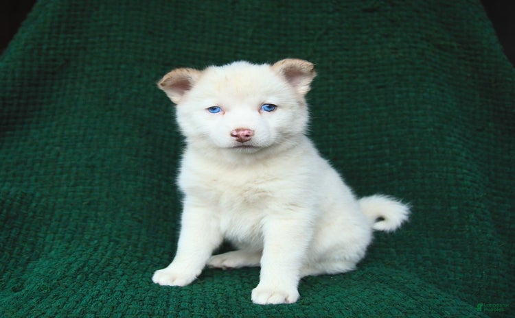 Pomsky dogs for sale - Ad 1