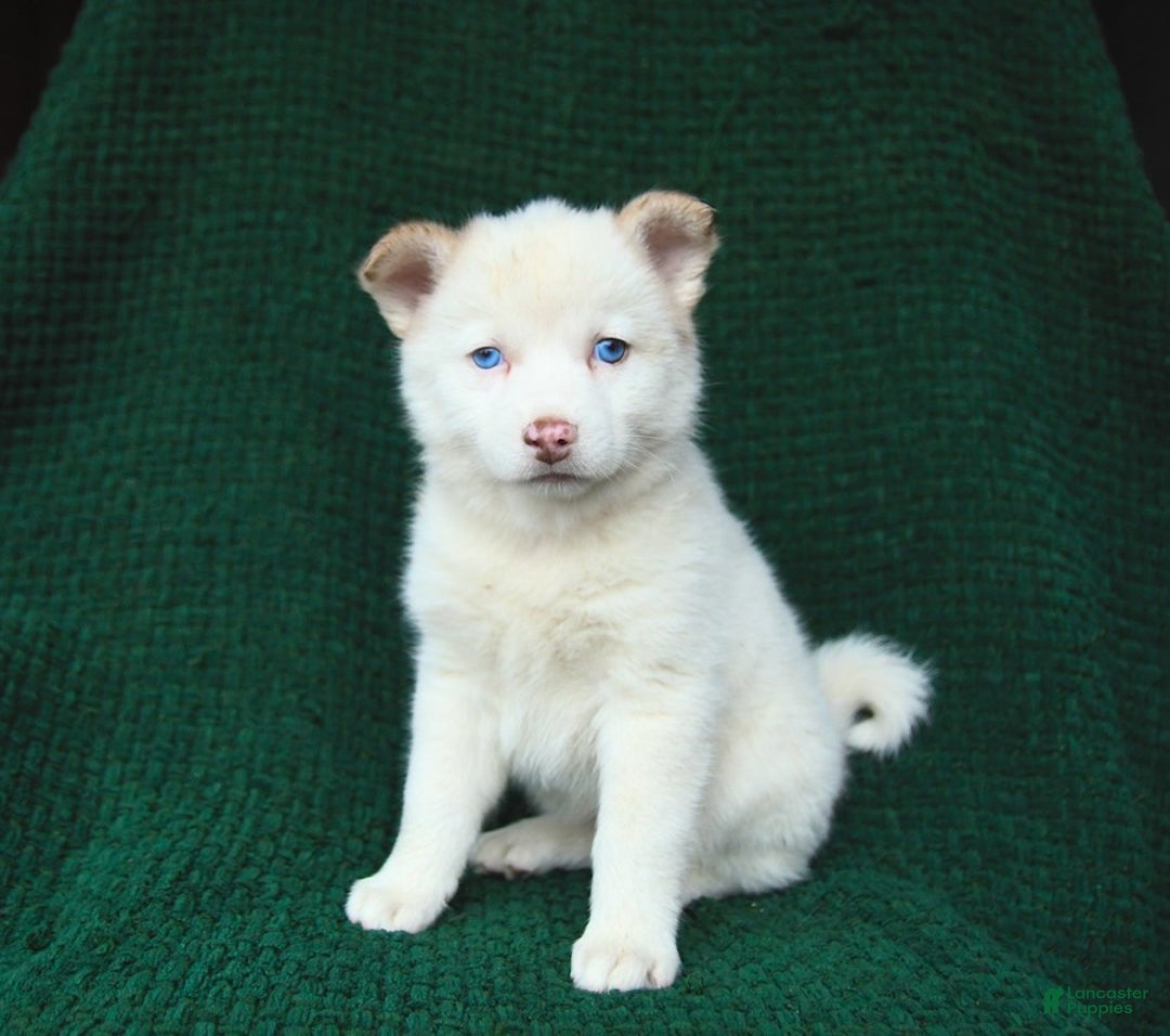 Pomsky dogs for sale: Lemon - Image 1