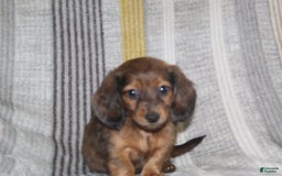 Miniature Dachshund dogs for sale: Zero - Image 4