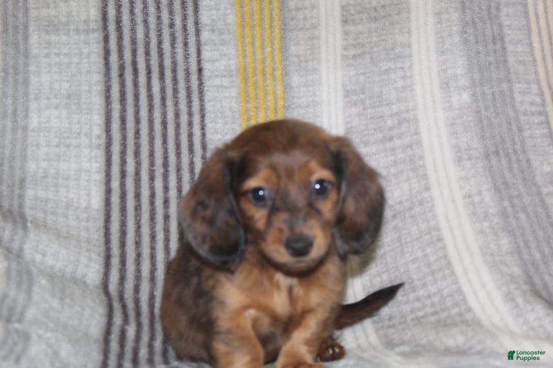 Miniature Dachshund dogs for sale: Zero - Image 4