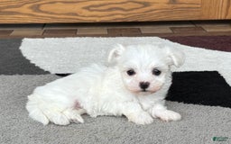Coton De Tulear dogs for sale: Nadine - Image 6