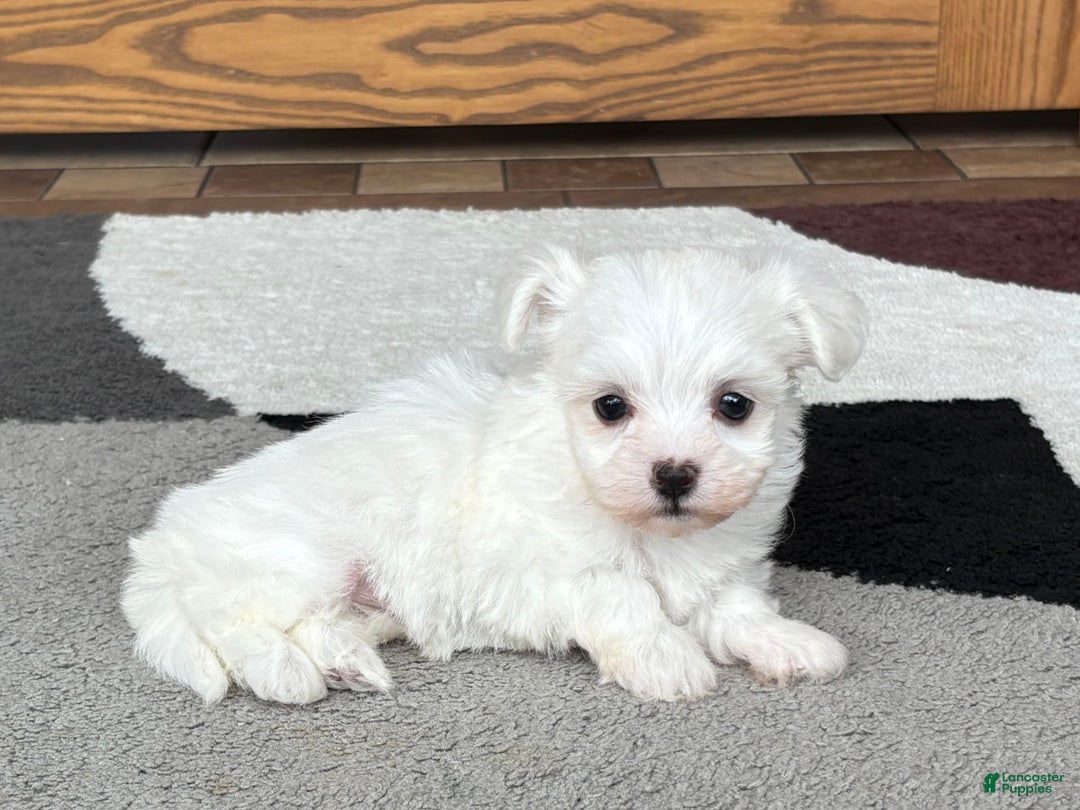 Coton De Tulear dogs for sale: Nadine - Image 6