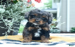 Cockapoo dogs for sale: Kiara - Image 4