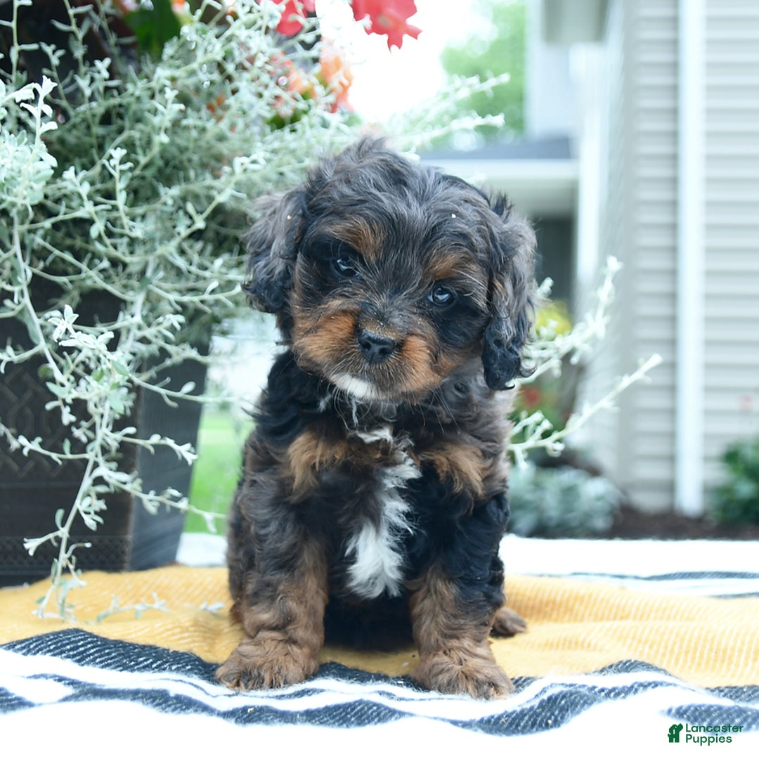 Cockapoo dogs for sale: Kiara - Image 4