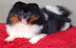 Pomeranian dogs for sale: Dude - Image 3