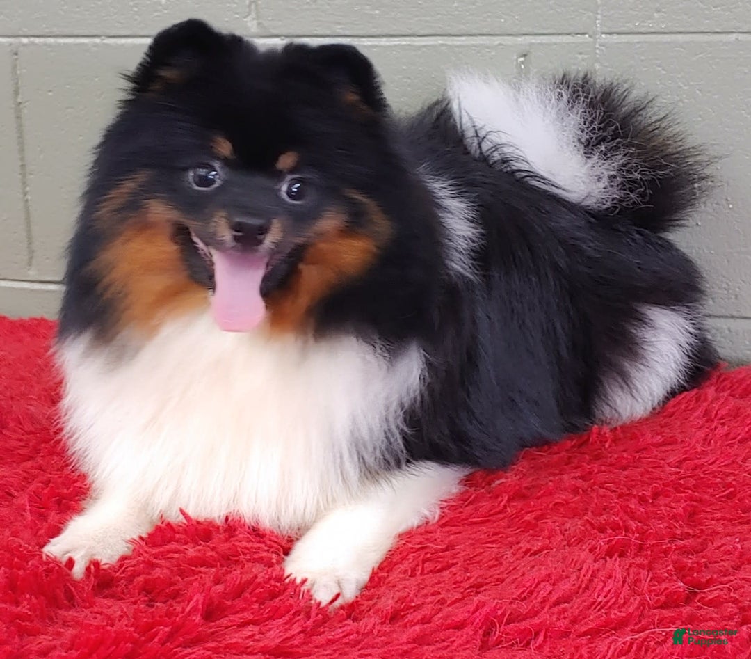 Pomeranian dogs for sale: Dude - Image 3