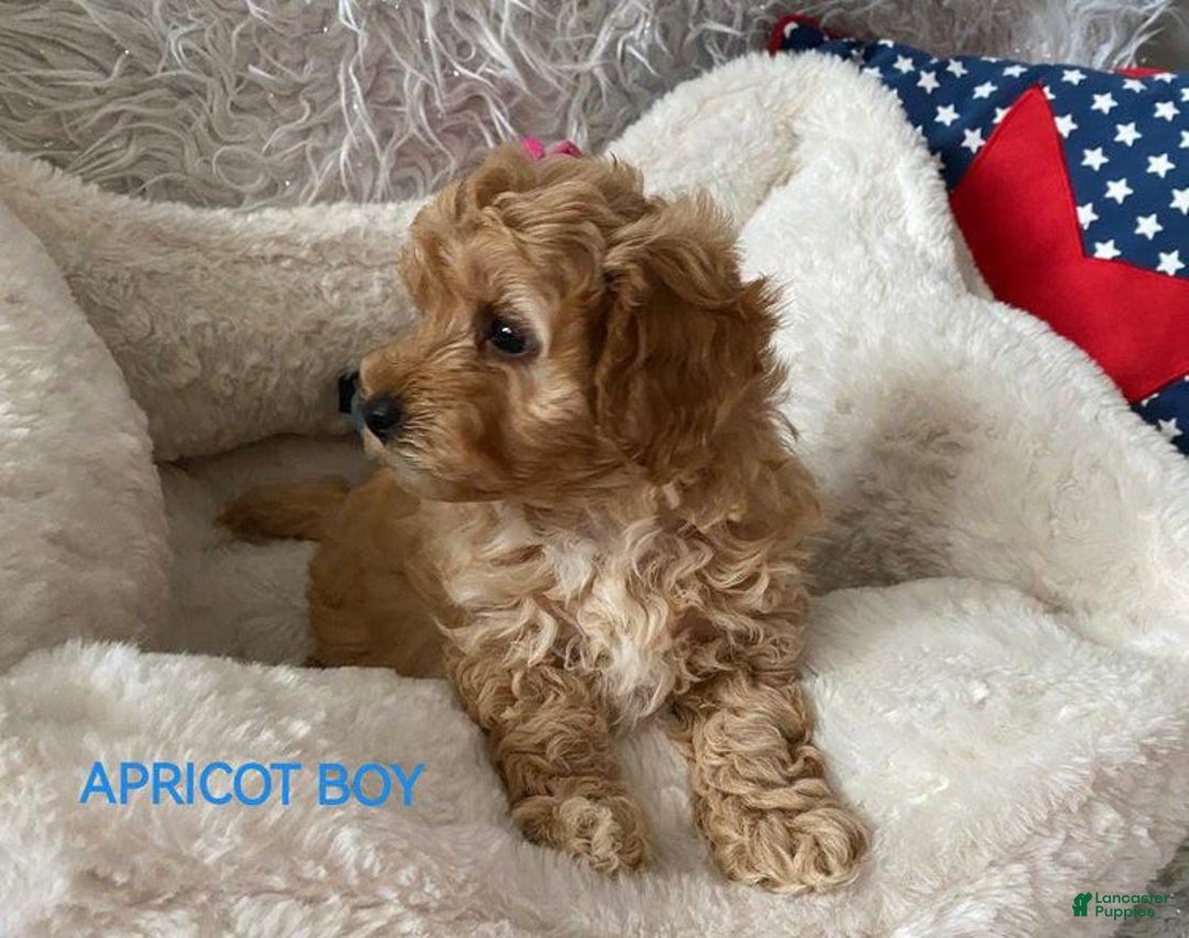 Maltipoo dogs for sale: Blue - Image 3