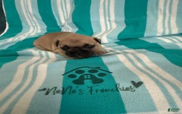 French Bulldog dogs for sale: Akc Fawn Black Mask - Image 12