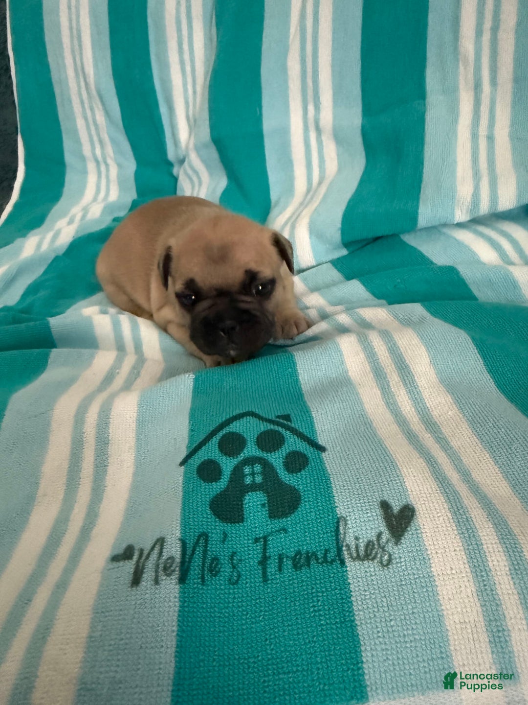 French Bulldog dogs for sale: Akc Fawn Black Mask - Image 12