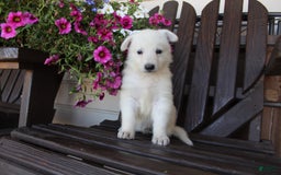 German Shepherd dogs for sale: June - Image 2