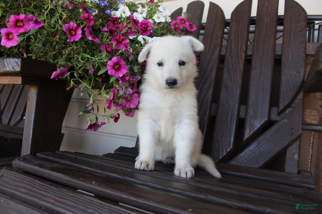 German Shepherd dogs for sale: June - Image 2