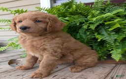Goldendoodle dogs for sale: Reed - Image 31
