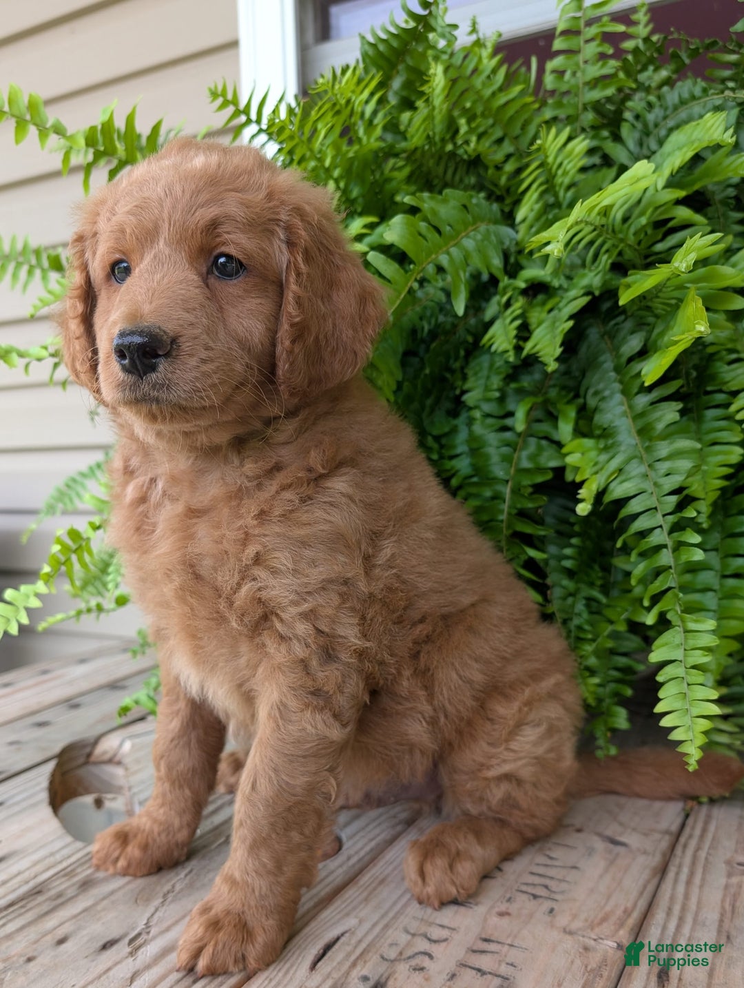 Goldendoodle dogs for sale: Reed - Image 31