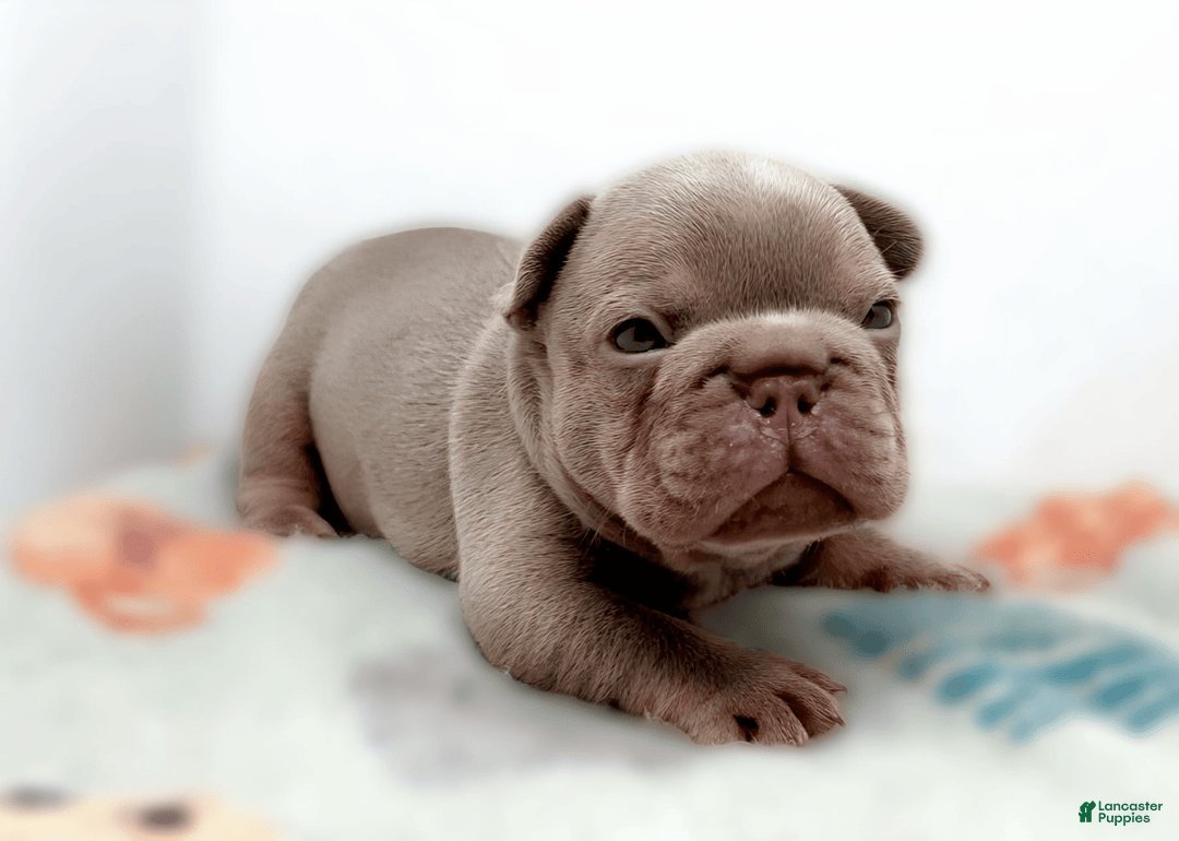 French Bulldog dogs for sale: Buddy - Image 4
