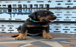 Doberman Pinscher dogs for sale: Male Puppy - Image 24