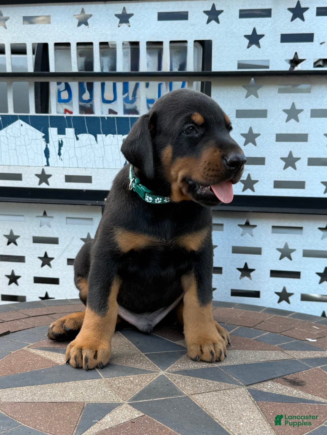 Doberman Pinscher dogs for sale: Male Puppy - Image 24